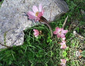 寸节七