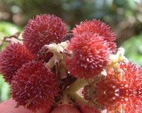 春砂花