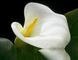 慈姑花