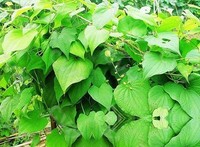 刺萆薢