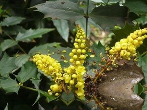 刺黄柏茎叶