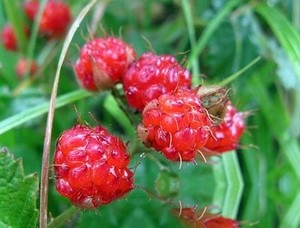 刺莓果