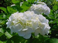 八仙花