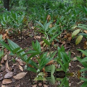 斑竹根