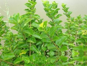 臭黄荆叶