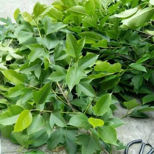 半枫荷叶