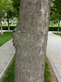 白蜡树皮