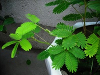 含羞草