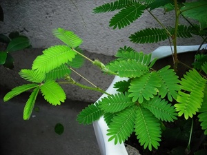 含羞草