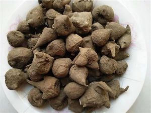 生附子