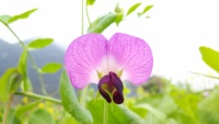 豌豆花