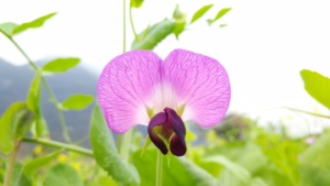 豌豆花