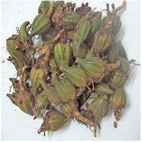 石仙桃