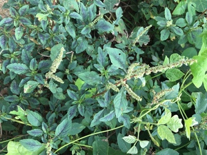 刺苋菜