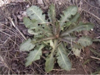抱茎苦荬菜