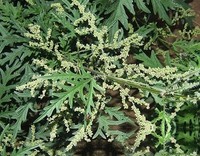 荨麻子