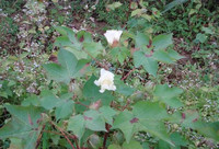 棉花花