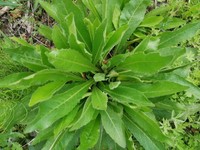毛莲菜