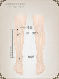 足三里穴