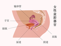 盆腔炎