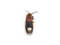 萤火虫