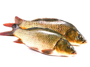 鲤鱼胆