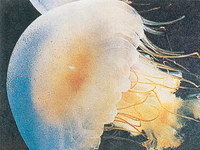 海蜇