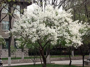 公丁香