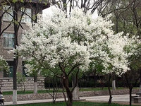 公丁香