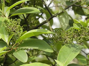 毕澄茄