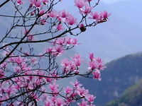 紫玉兰(辛夷花)