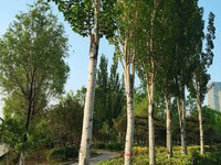 白杨树