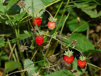 野草莓