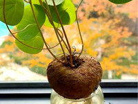 药实根