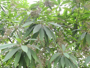 尖尾枫