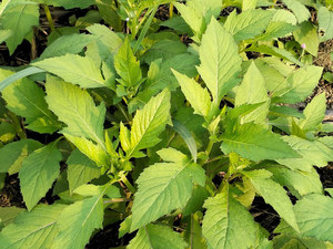 野茼蒿
