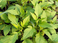 野茼蒿