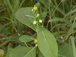 北鹤虱（鹤虱草）