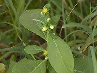 北鹤虱(鹤虱草)
