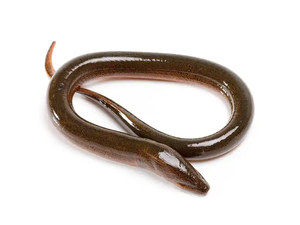 黄鳝（鱓鱼）