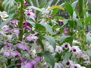石斛花