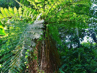 桫椤
