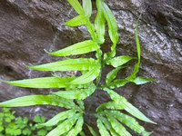 凤尾草