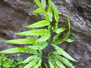 凤尾草