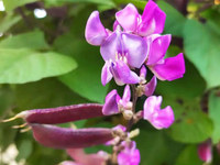 扁豆花
