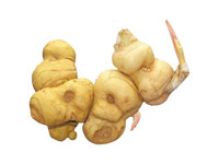 黄精