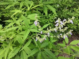 黄荆