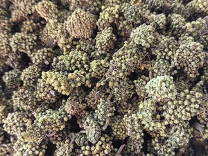 三七花
