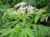 接骨草