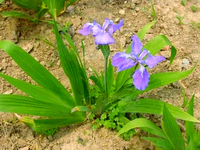 鸢尾
